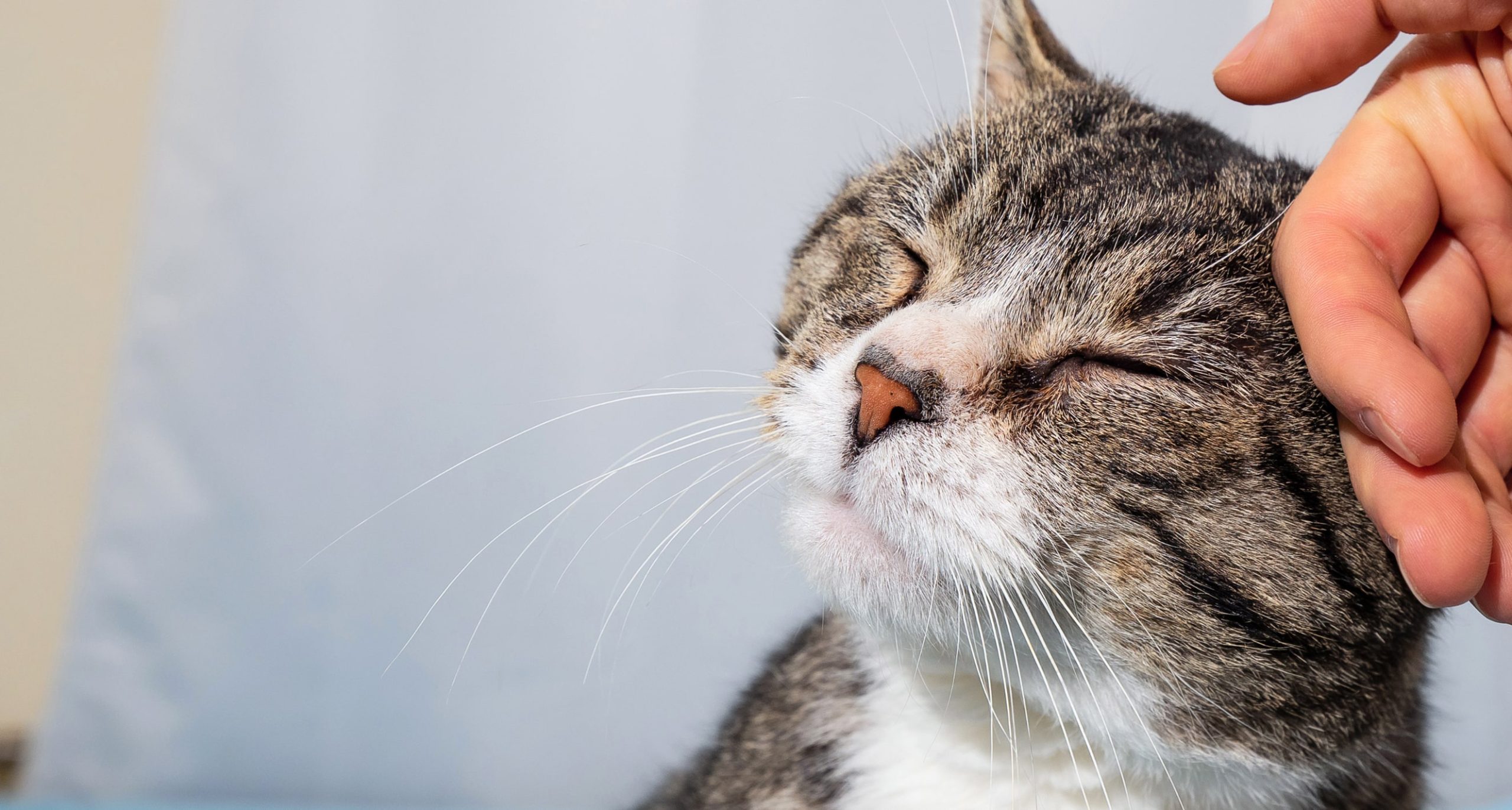 Experience-the-Magnolia-Difference-Mobile